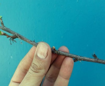 Народний замінник Корневина! Зарештковуємо черенок за один день