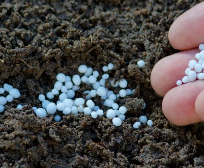 Висипаю по 3-4 столові ложки під вишні, сливи і яблуко в кінці осені. Отримую фантастичний врожай!