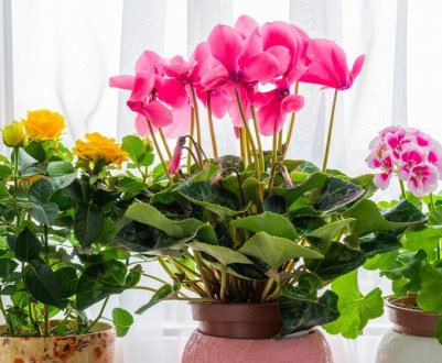 Після такого підживлення кімнатні рослини ростуть як на дріжджах