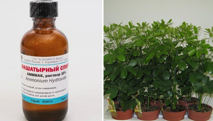 Нашатирний спирт для кімнатних рослин Нашатирний спирт для кімнатних рослин