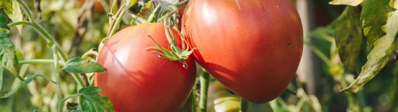 Ці сорти томатів варто вибрати для посадки в наступному році