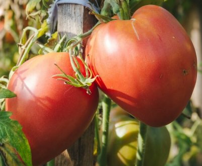 Ці сорти томатів варто вибрати для посадки в наступному році