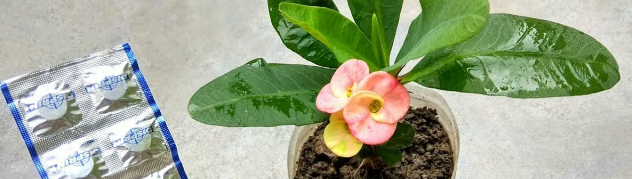 Засіб з аптечки оживляє та стимулює цвітіння кімнатних рослин