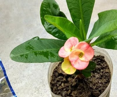 Засіб з аптечки оживляє та стимулює цвітіння кімнатних рослин