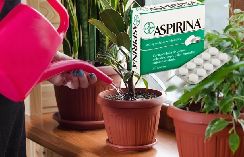 Аспірин для кімнатних рослин
