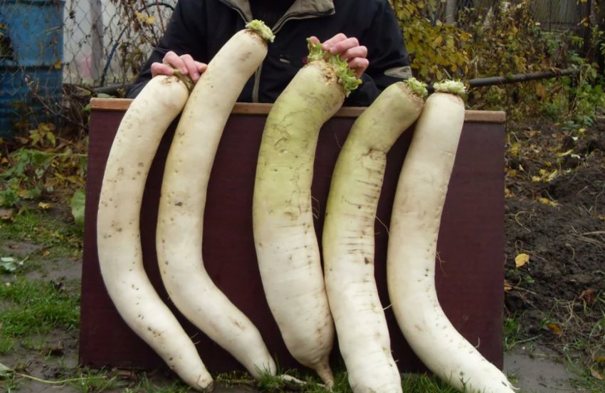 Редька дайкон Редька дайкон