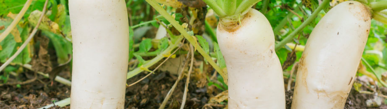 В Україні виростили гігантську редьку