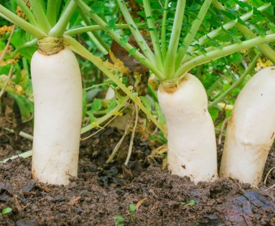 В Україні виростили гігантську редьку