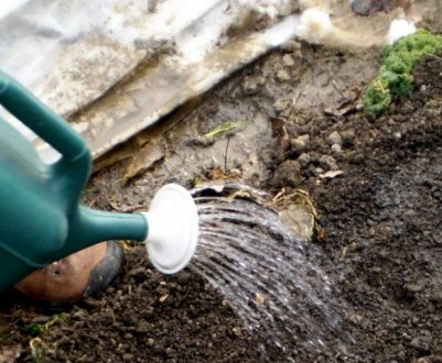 Спасітельний еліксир для ґрунту восени