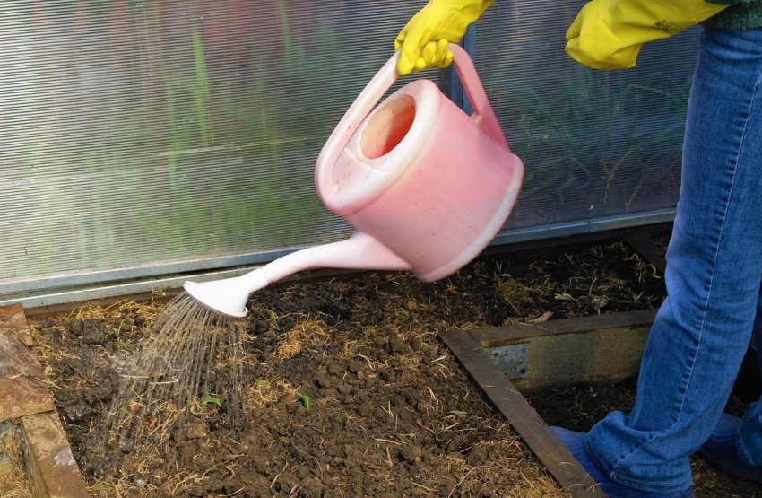 Дезінфекція ґрунту