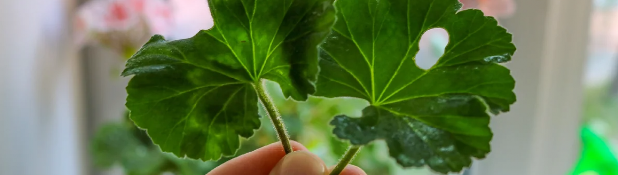 У герані листя стане зеленим за допомогою простих засобів