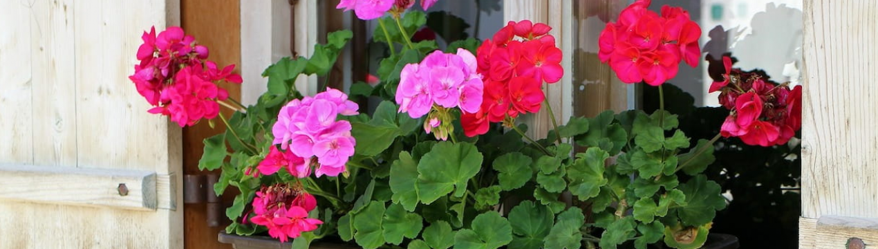 Заставила цвісти герань такими прийомами