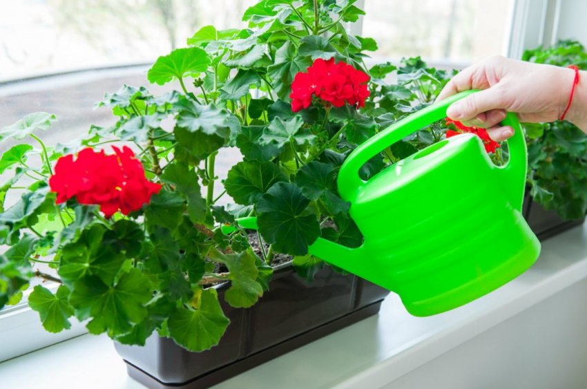 Цвітіння герані Цвітіння герані