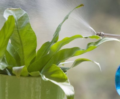 Ваші квіти загинуть, якщо поливати водою з-під крана! Як зробити воду придатною для поливу рослин