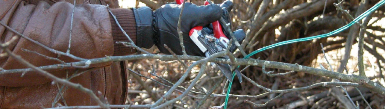 Гілки яких кущів потрібно зв'язувати на зиму?