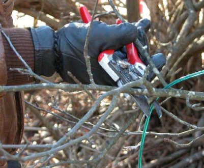 Гілки яких кущів потрібно зв'язувати на зиму?