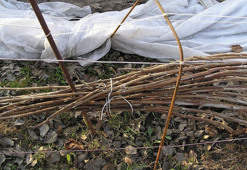 Підготовка кущів до зими