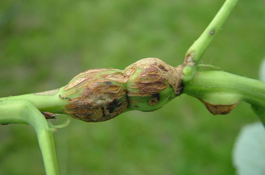 Галлиця на малині Галлиця на малині