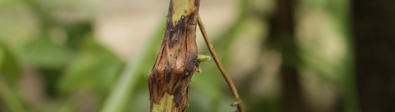Не дайте малинній галці розплодитися на ділянці! Використовую цей прийом перед зимою