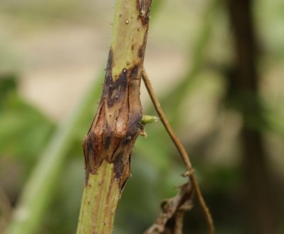 Не дайте малинній галці розплодитися на ділянці! Використовую цей прийом перед зимою