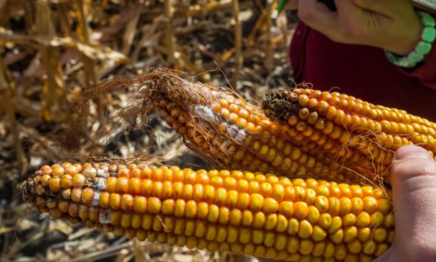 Фузаріоз Фузаріоз