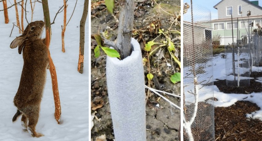 Обмотка і огорожа дерев взимку від гризунів