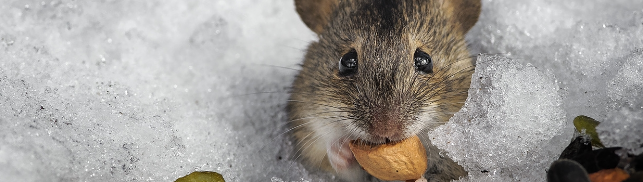 Буде не по зубах гризунам! 2 дієві способи захистити дерева від мишей і зайців взимку