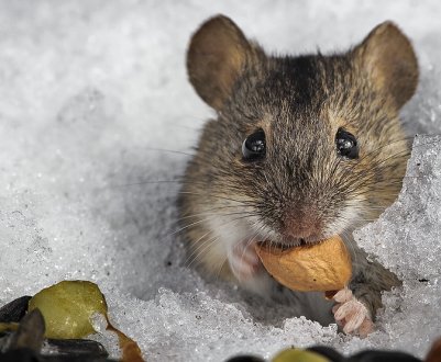 Буде не по зубах гризунам! 2 дієві способи захистити дерева від мишей і зайців взимку