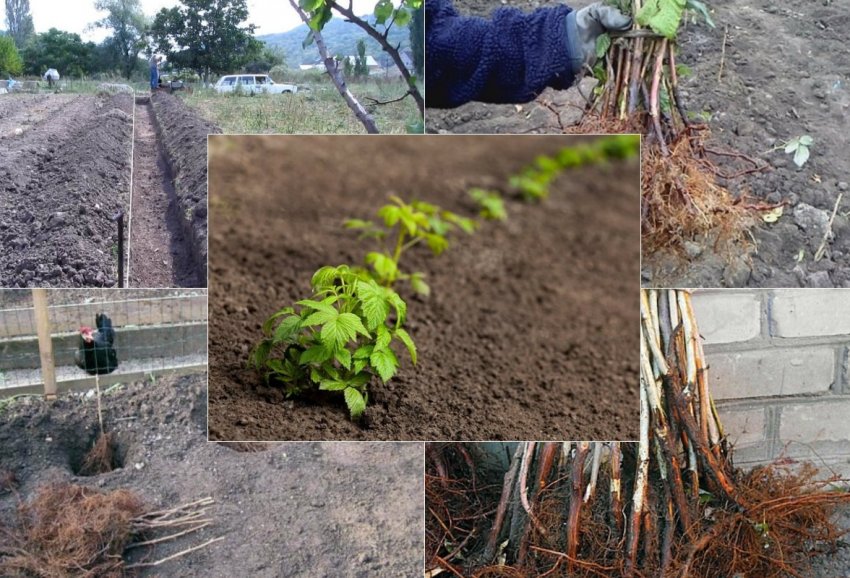 Посадка малини осінню Посадка малини осінню