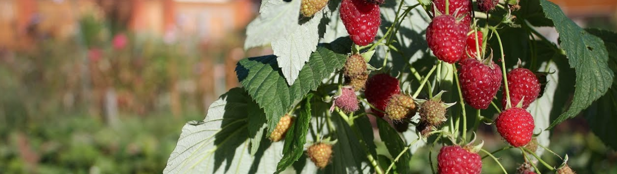 Для малини саме час! Посадка в листопаді з приживаемістю 100%