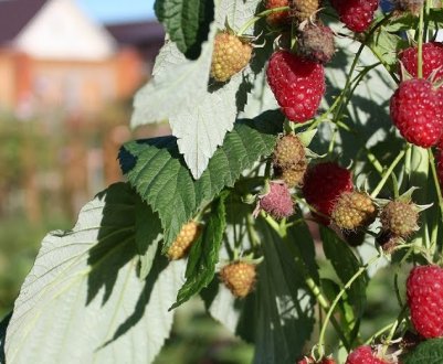 Для малини саме час! Посадка в листопаді з приживаемістю 100%