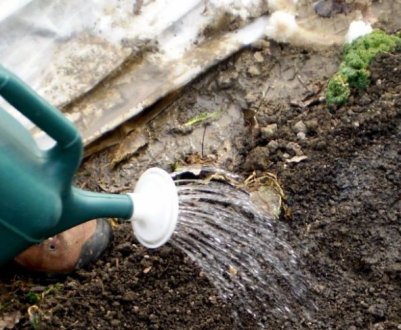 Внесіть 1 раз і ґрунт в теплиці стане як новий