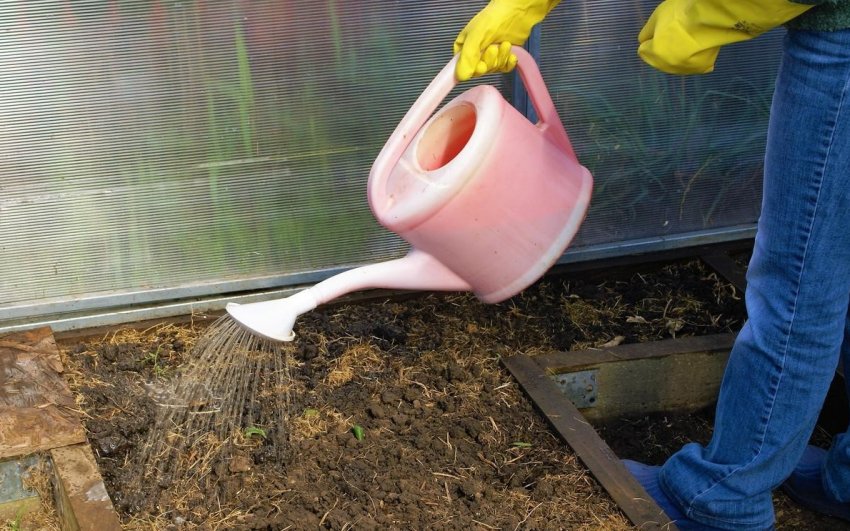 Дезінфікування ґрунту в теплиці Дезінфікування ґрунту в теплиці