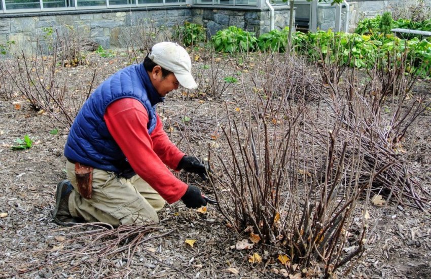 Обрізка смородини взимку