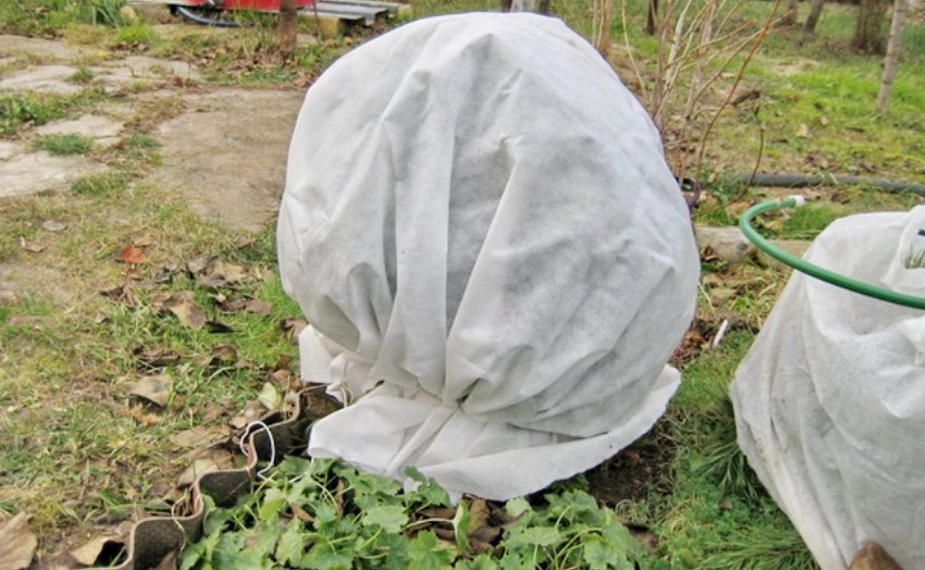 Укриття смородини на зиму