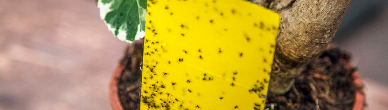 Мошек в кімнатних квітах не буде! Ділюся рецептами