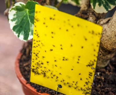 Мошек в кімнатних квітах не буде! Ділюся рецептами