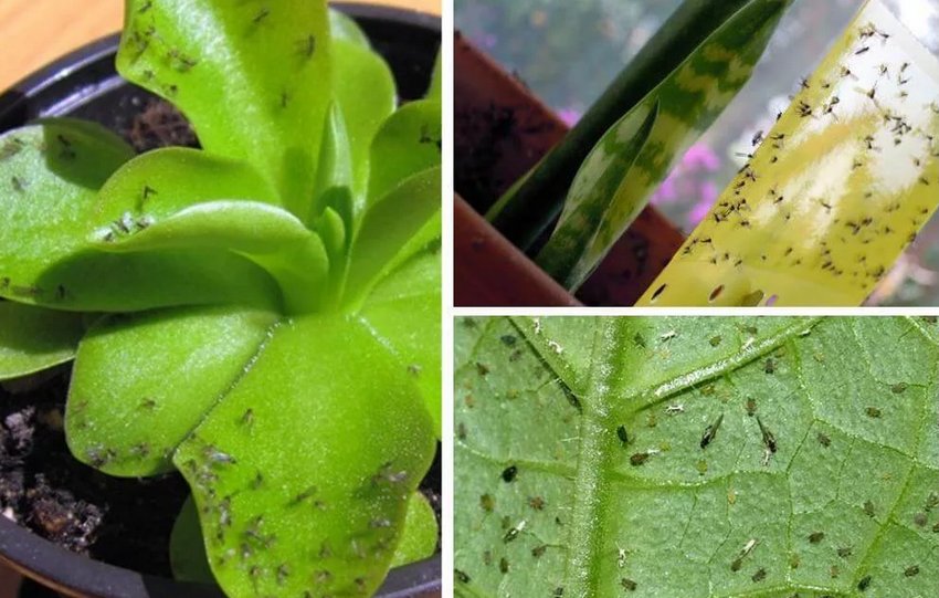 Мошки на кімнатних рослинах Мошки на кімнатних рослинах