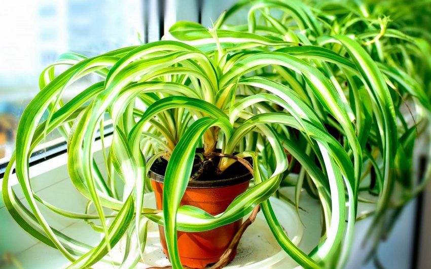 Хлорофітум для очищення повітря Хлорофітум для очищення повітря