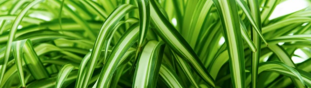 Недбале кімнатне рослина, яке очистить повітря в квартирі