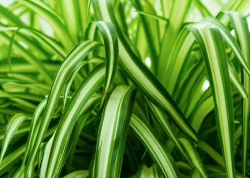 Недбале кімнатне рослина, яке очистить повітря в квартирі