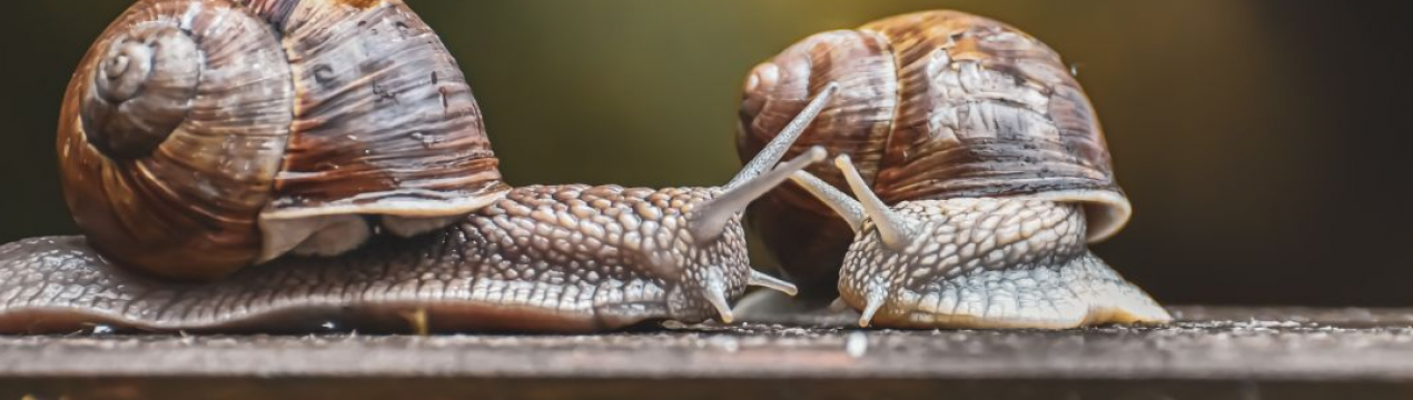 По рівню споживання українські улитки б'ють всі рекорди