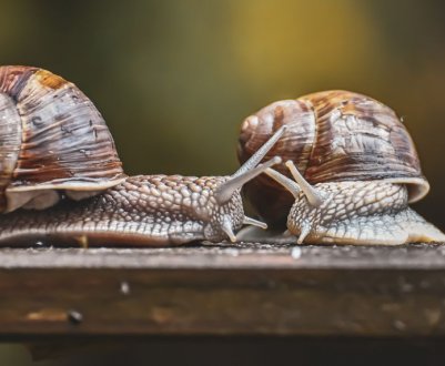 По рівню споживання українські улитки б'ють всі рекорди