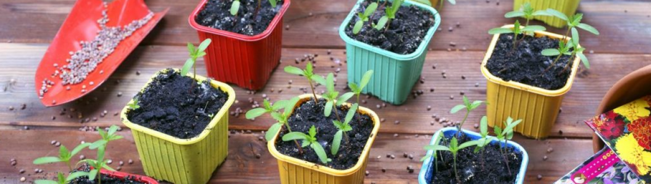 Що посіяти в грудні на городі та вдома на розсаду!