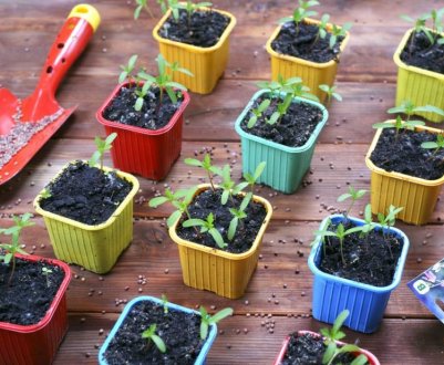 Що посіяти в грудні на городі та вдома на розсаду!