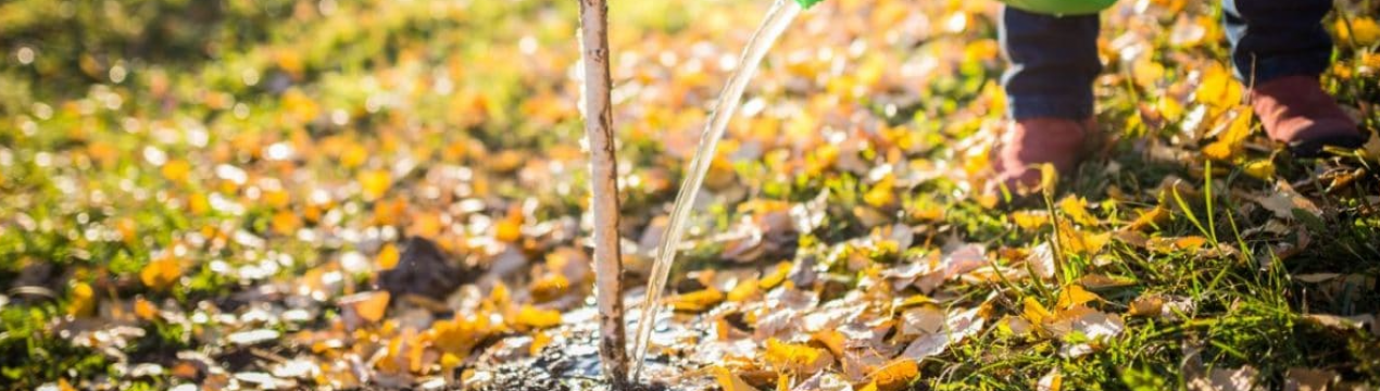 Допоможіть деревам пережити зиму! Підзимове зволоження