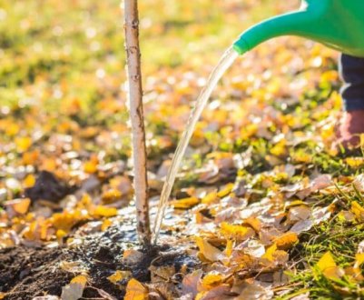 Допоможіть деревам пережити зиму! Підзимове зволоження