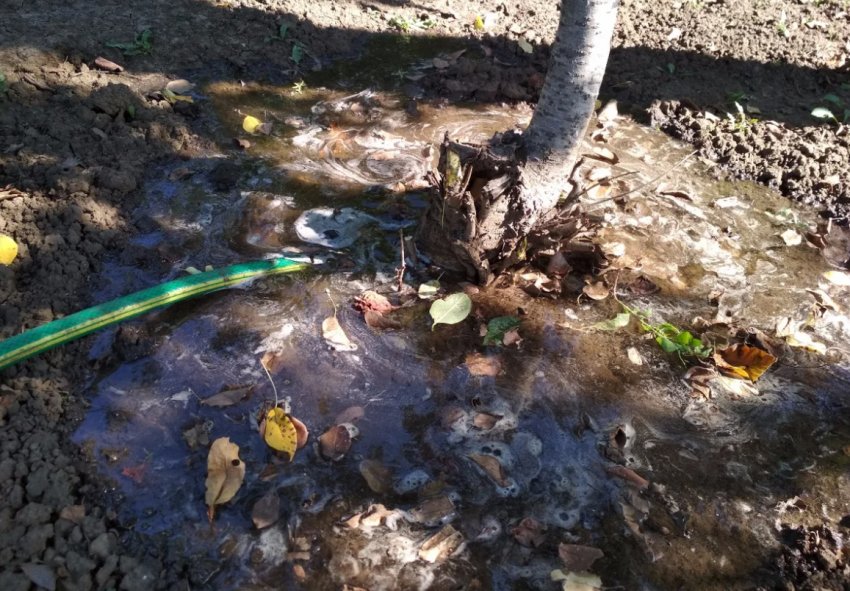 Пізнісній вологозарядний полив