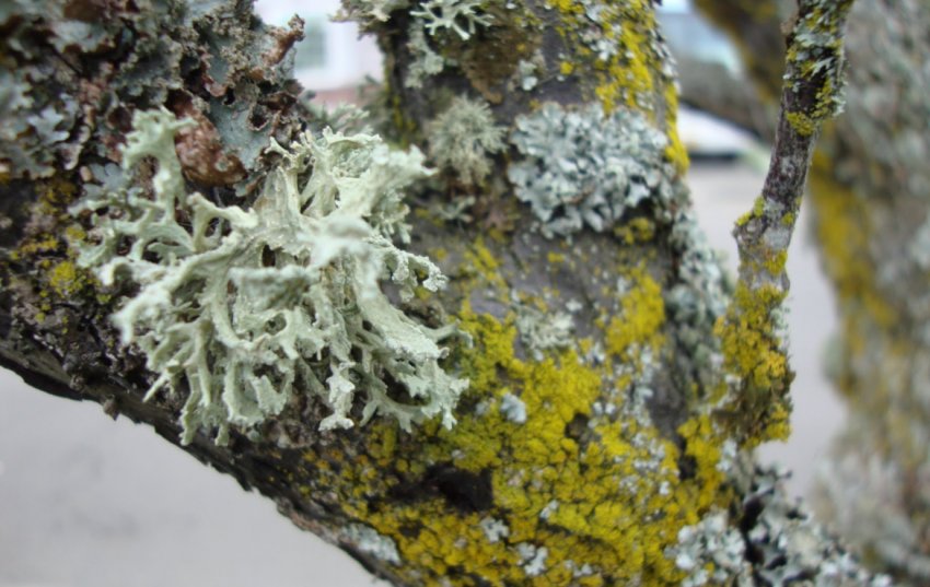 Мох, лишайники і цвіль на деревах Мох, лишайники і цвіль на деревах
