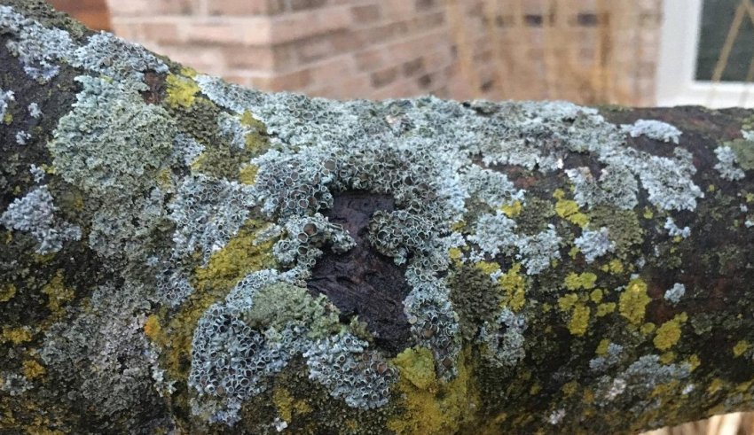 Хвороби дерев у саду Хвороби дерев у саду